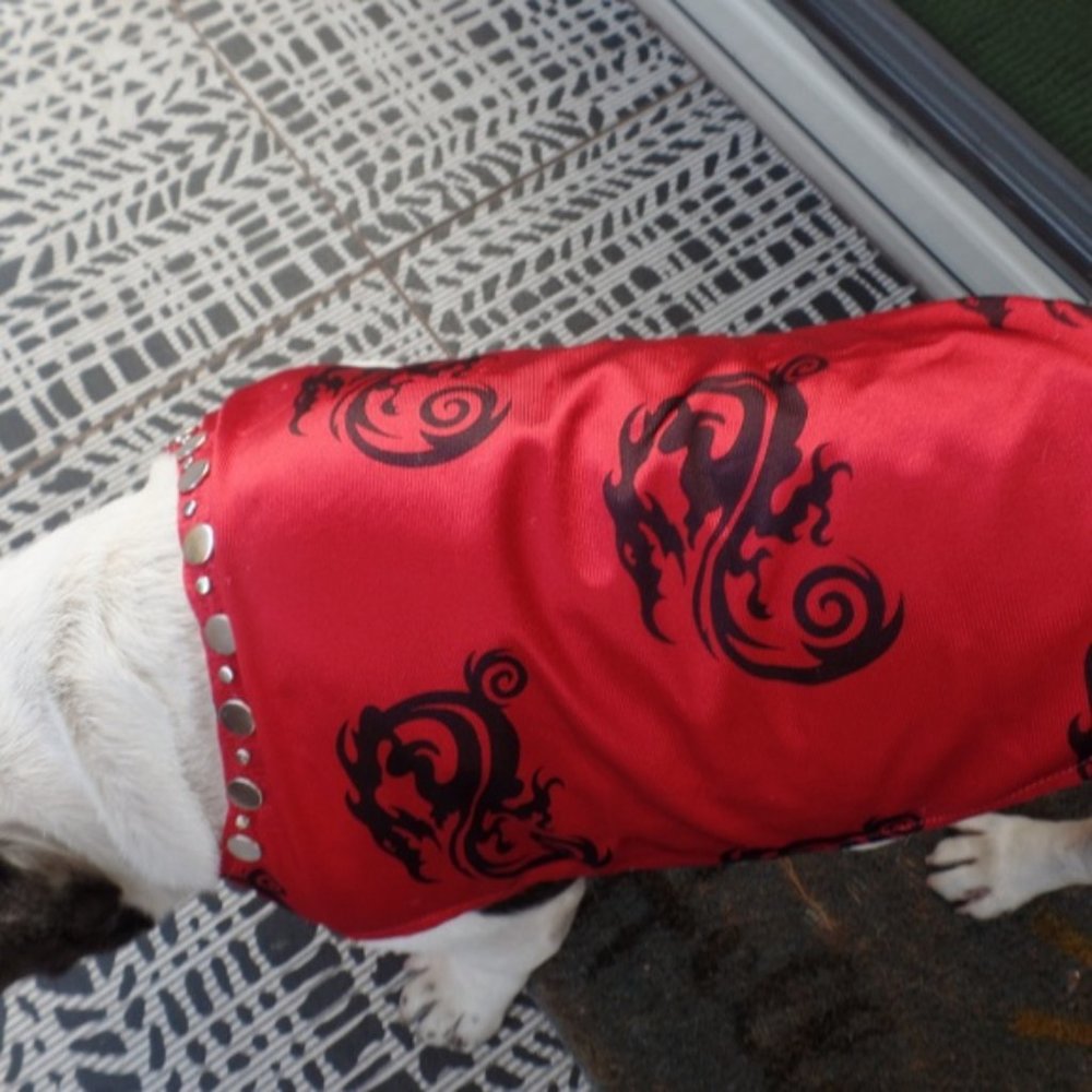 Dragon boy dog clothes new!